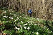 91 Anemoni dei boschi (Anemone nemorosa)